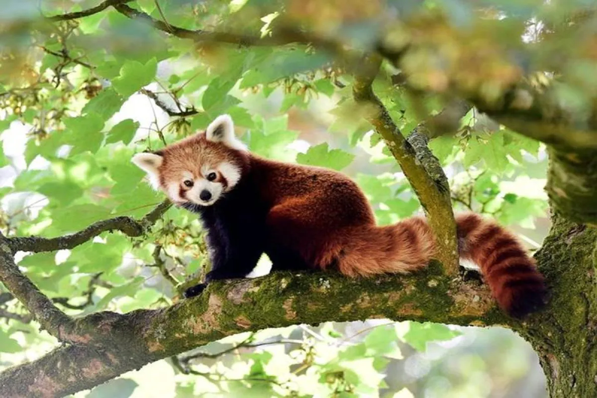 Mengenal Lebih Dekat Panda Merah, Primata Bukan, Panda Pun Bukan