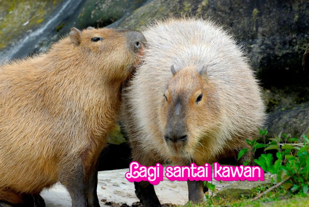 Mengenal Capybara: Hewan Paling Santuy di Dunia
